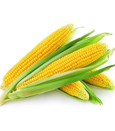 Sweet Corn -1