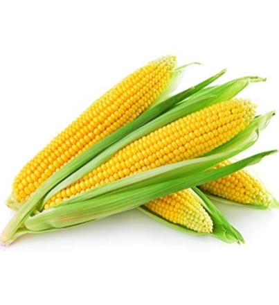 Sweet Corn -1