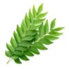 Curry Leaf / கறிவேப்பிலை - 1Kg