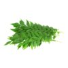 Curry Leaf / கறிவேப்பிலை - 1Kg - Image 2